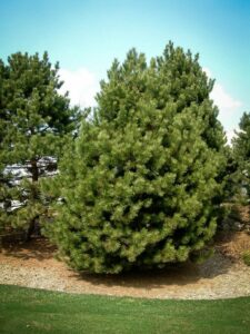 Сосна Чёрная (Pinus Nigra) купить по цене от 270.00р. в интернет-магазине «Посадика» с доставкой почтой в в Ядрине и по всей России – [изображение №1].