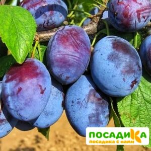 Слива Чачакская ранняя купить по цене от 229.00р. в интернет-магазине «Посадика» с доставкой почтой в в Ядрине и по всей России – [изображение №1].