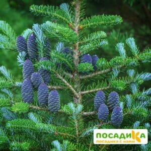 Пихта корейская (Abies koreana) купить по цене от 450.00р. в интернет-магазине «Посадика» с доставкой почтой в в Ядрине и по всей России – [изображение №1].