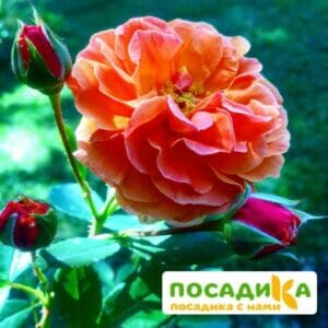 Роза Арабия купить по цене от 350.00р. в интернет-магазине «Посадика» с доставкой почтой в в Ядрине и по всей России – [изображение №1].