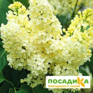 Сирень Примроуз (Primrose) купить по цене от 529.00р. в интернет-магазине «Посадика» с доставкой почтой в в Ядрине и по всей России – [изображение №1].