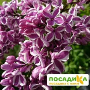 Сирень Сенсация купить по цене от 529.00р. в интернет-магазине «Посадика» с доставкой почтой в в Ядрине и по всей России – [изображение №1].