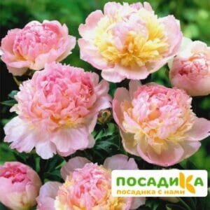 Пион Распберри Сандей (Paeonia Raspberry Sundae) купить по цене от 959р. в интернет-магазине «Посадика» с доставкой почтой в в Ядрине и по всей России – [изображение №1].