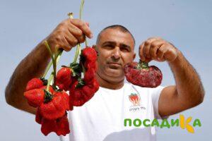 Клубника Гигант Джорнея купить по цене от 266р. в интернет-магазине «Посадика» с доставкой почтой в в Ядрине и по всей России – [изображение №1].