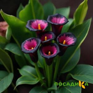 Калла Аура Лейс купить по цене от 400р. в интернет-магазине «Посадика» с доставкой почтой в в Ядрине и по всей России – [изображение №1].
