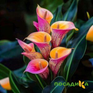 Калла Оникс купить по цене от 450р. в интернет-магазине «Посадика» с доставкой почтой в в Ядрине и по всей России – [изображение №1].
