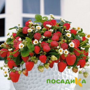 Клубника Рубиновый Шепот (горшечная) купить по цене от 240р. в интернет-магазине «Посадика» с доставкой почтой в в Ядрине и по всей России – [изображение №1].