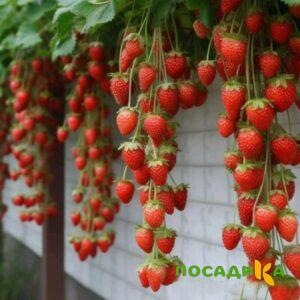 Клубника вьющаяся Комплимент купить по цене от 470р. в интернет-магазине «Посадика» с доставкой почтой в в Ядрине и по всей России – [изображение №1].