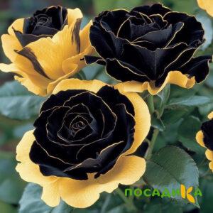 Роза Ханни Сикл купить по цене от 700р. в интернет-магазине «Посадика» с доставкой почтой в в Ядрине и по всей России – [изображение №1].