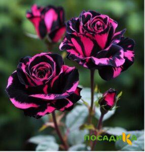 Роза Багровый Шепот купить по цене от 366р. в интернет-магазине «Посадика» с доставкой почтой в в Ядрине и по всей России – [изображение №1].