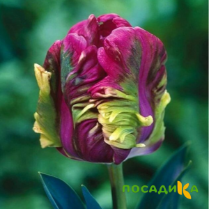 Тюльпан Экзотик Хэвен купить по цене от 186р. в интернет-магазине «Посадика» с доставкой почтой в в Ядрине и по всей России – [изображение №1].